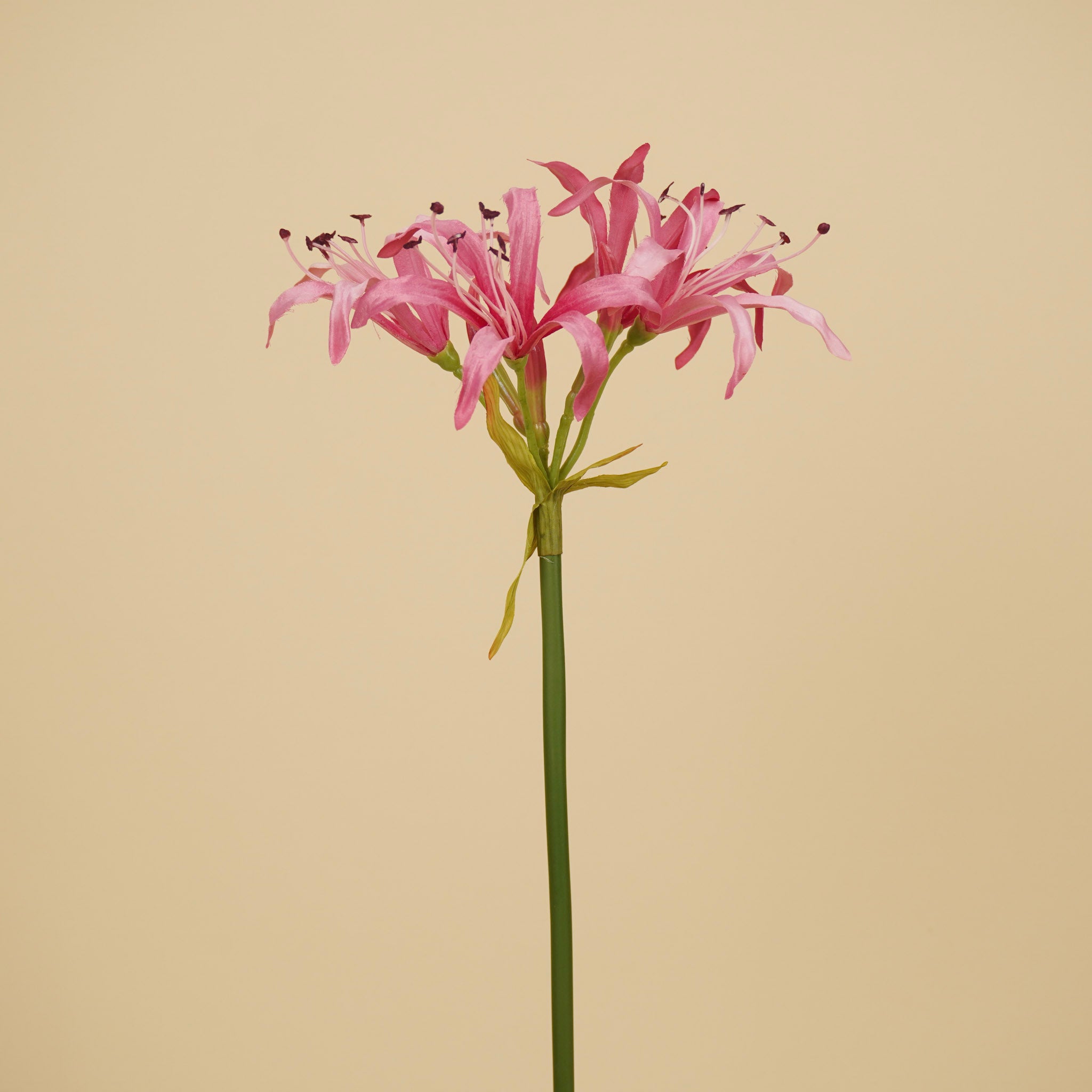 Zijde Nerine Tak – Zacht Roze (65 cm)