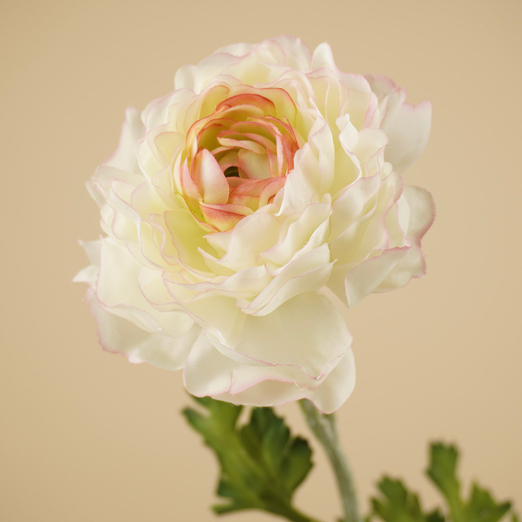Zijde Ranonkel Spray – Crème/Roze (50 cm)