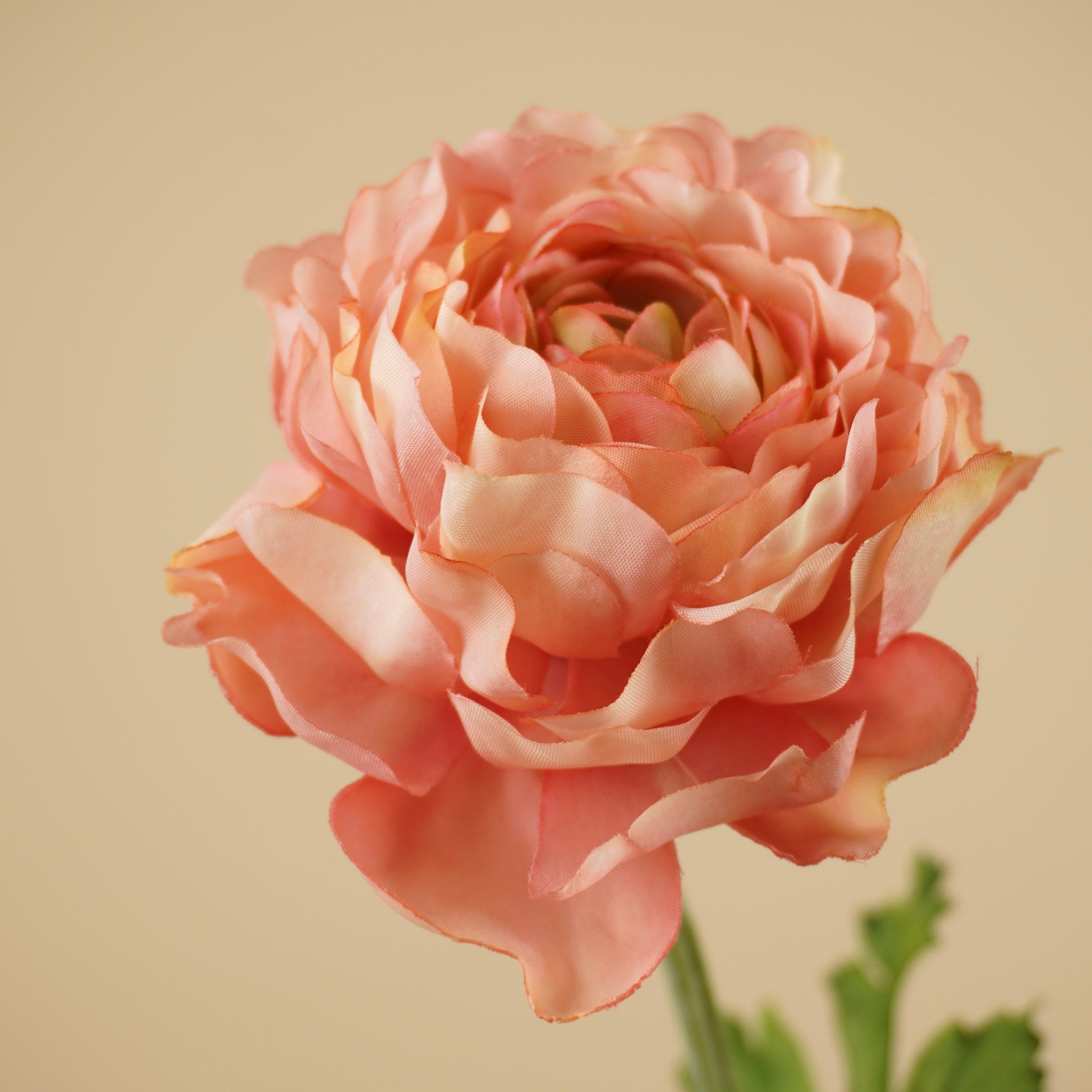 Zijde Ranonkel Spray – Roze (50 cm)