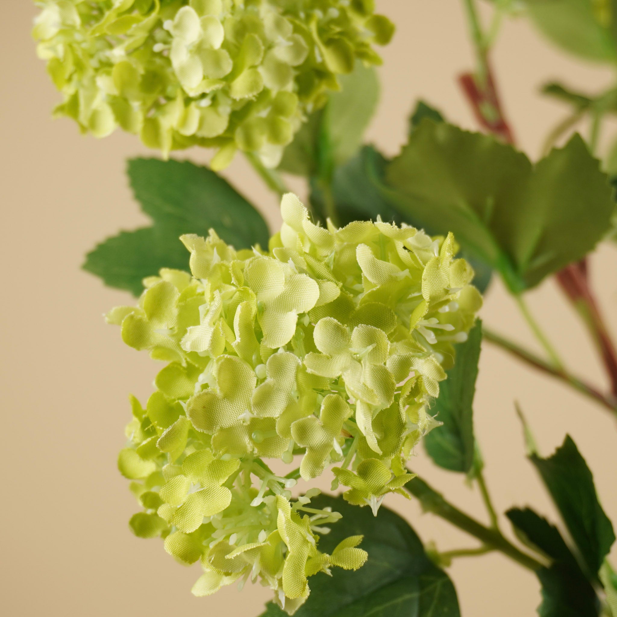 Zijde viburnumtak groen
