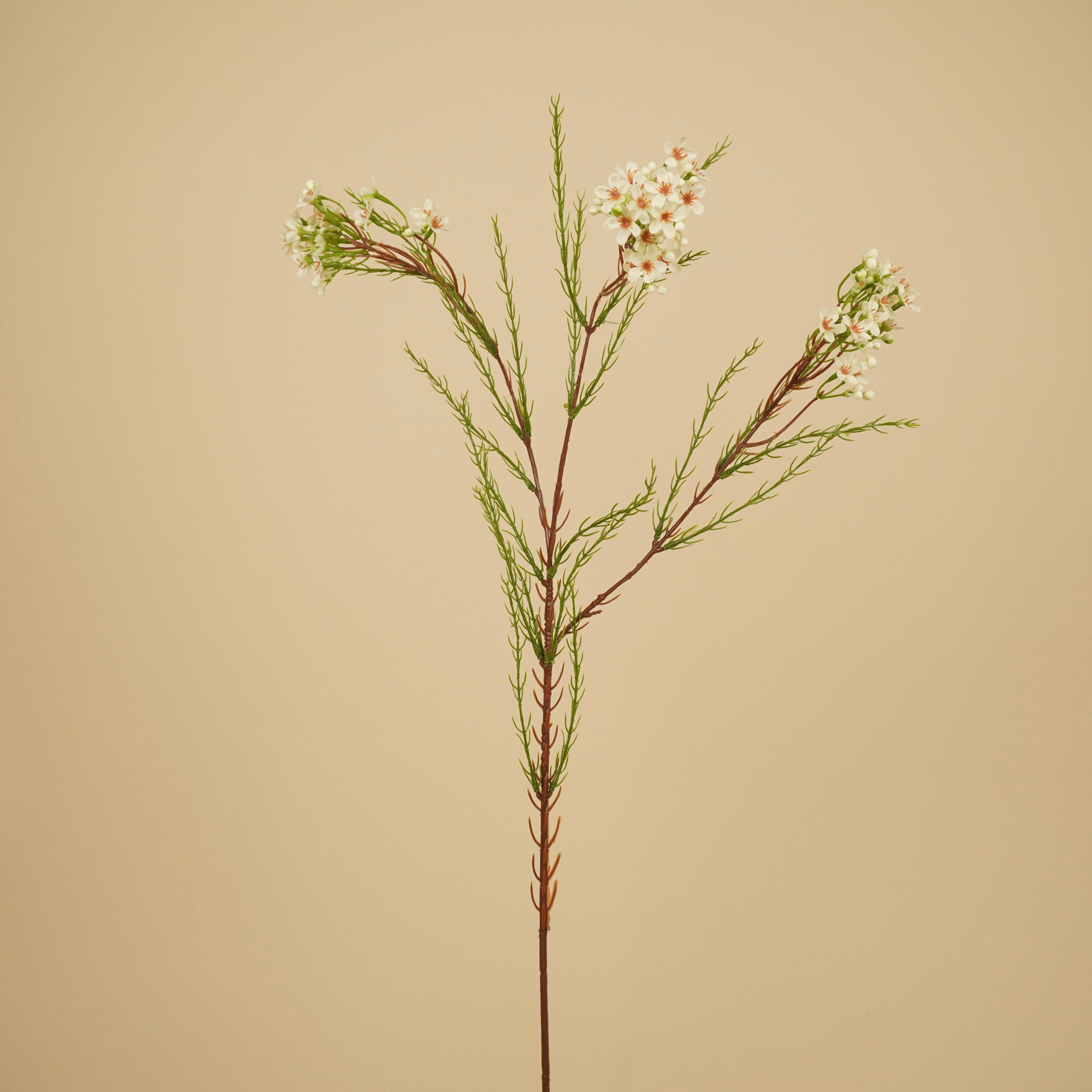 Zijde Waxflower – Ivoor (78 cm)