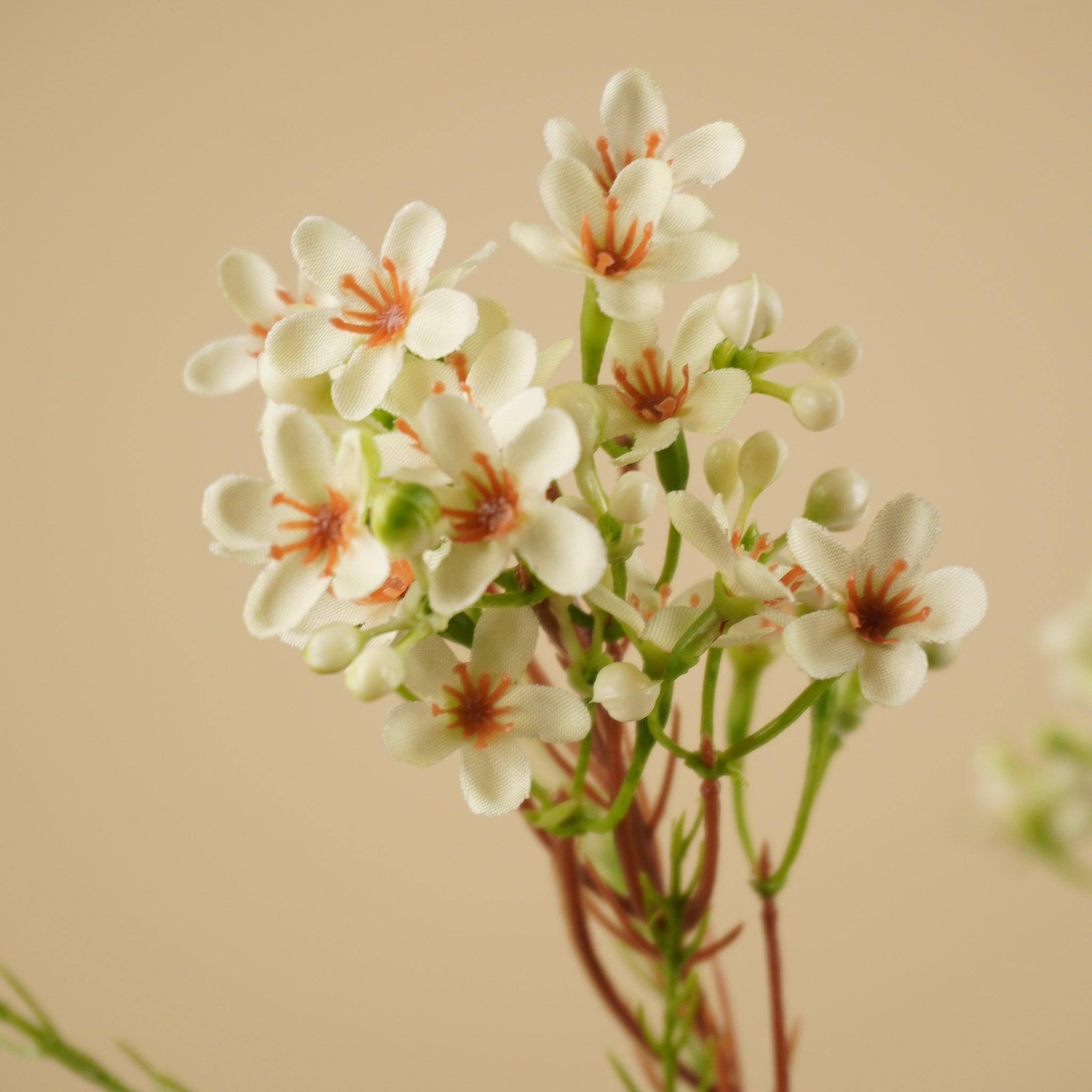 Zijde Waxflower – Ivoor (78 cm)