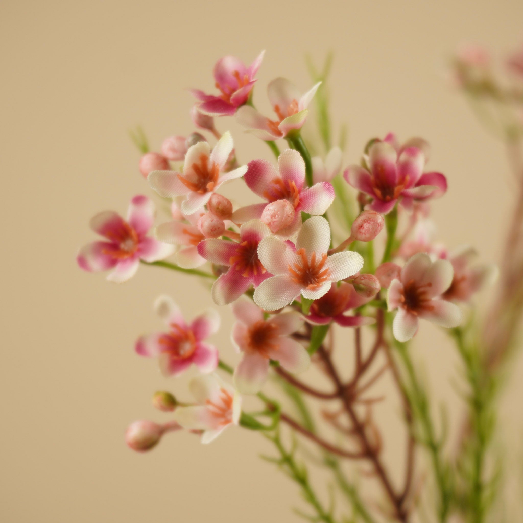 Zijde Waxflower – Zacht Roze (78 cm)