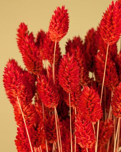 Gedroogde phalaris (kanariegras) – oranje