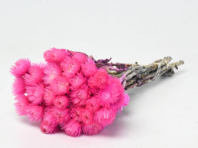 Gedroogde helichrysum vestitum – roze