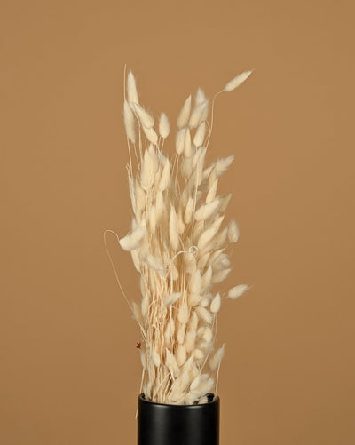 Gedroogde lagurus (hazenstaart) – gebleekt