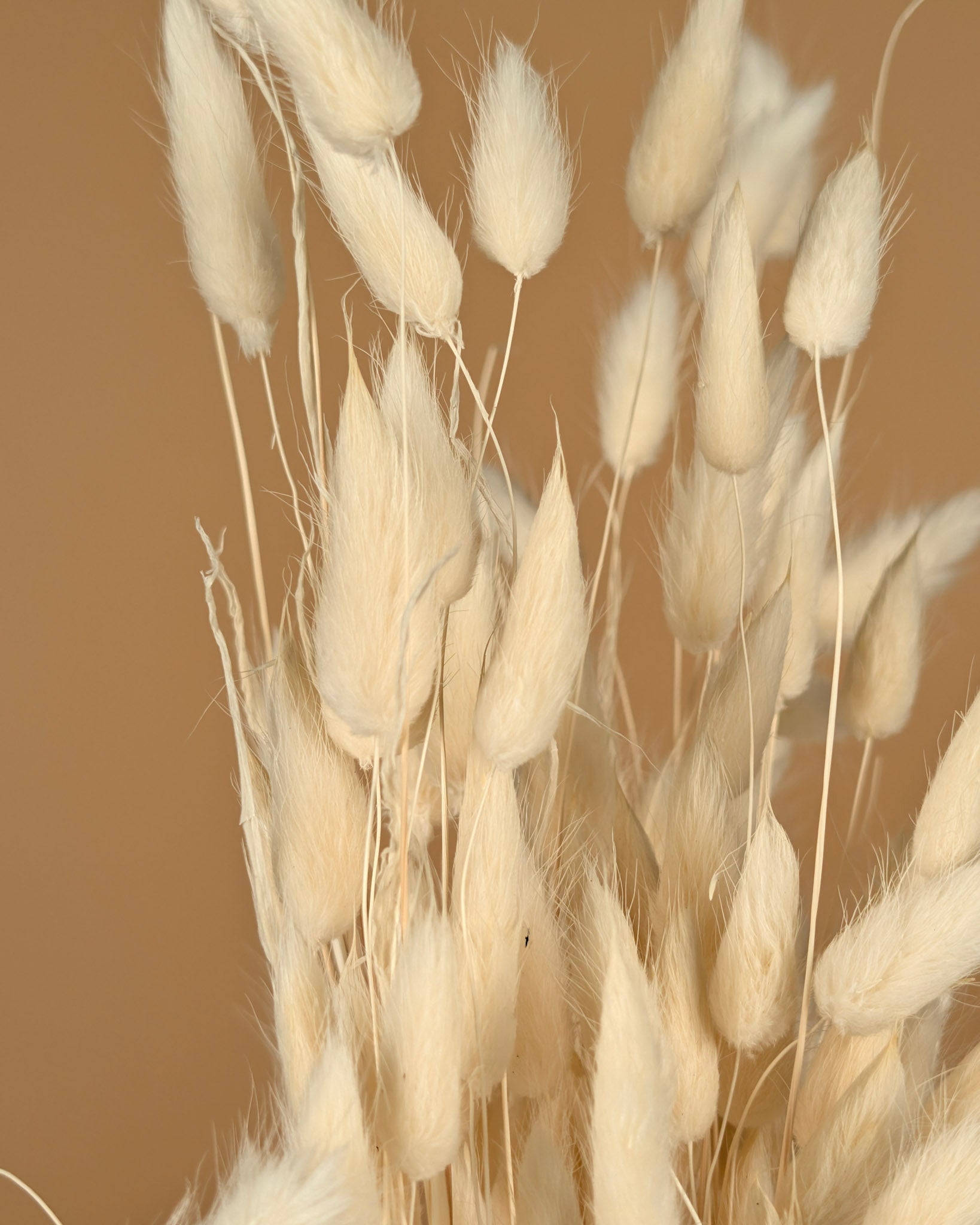 Gedroogde lagurus (hazenstaart) – gebleekt