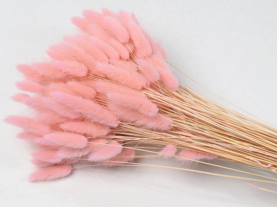 Lagurus Pastellpfirsich