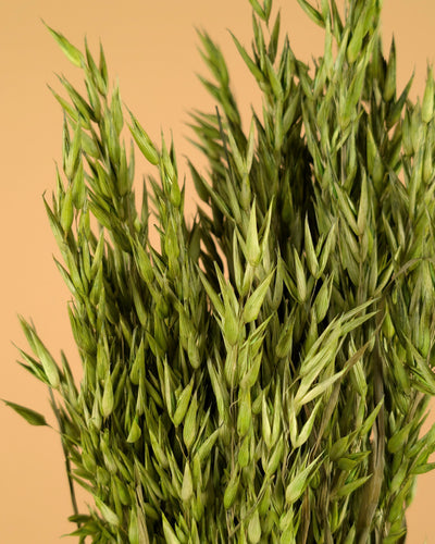 Gedroogde haver (avena) – groen