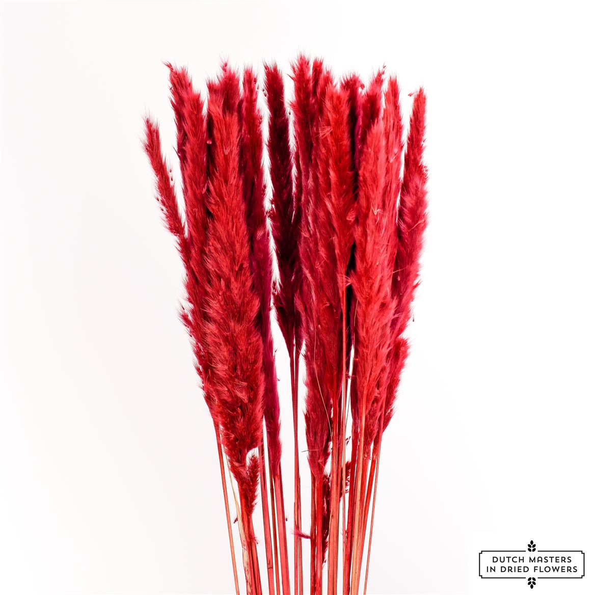Gedroogde fluffy pampas (miscanthus) - rood