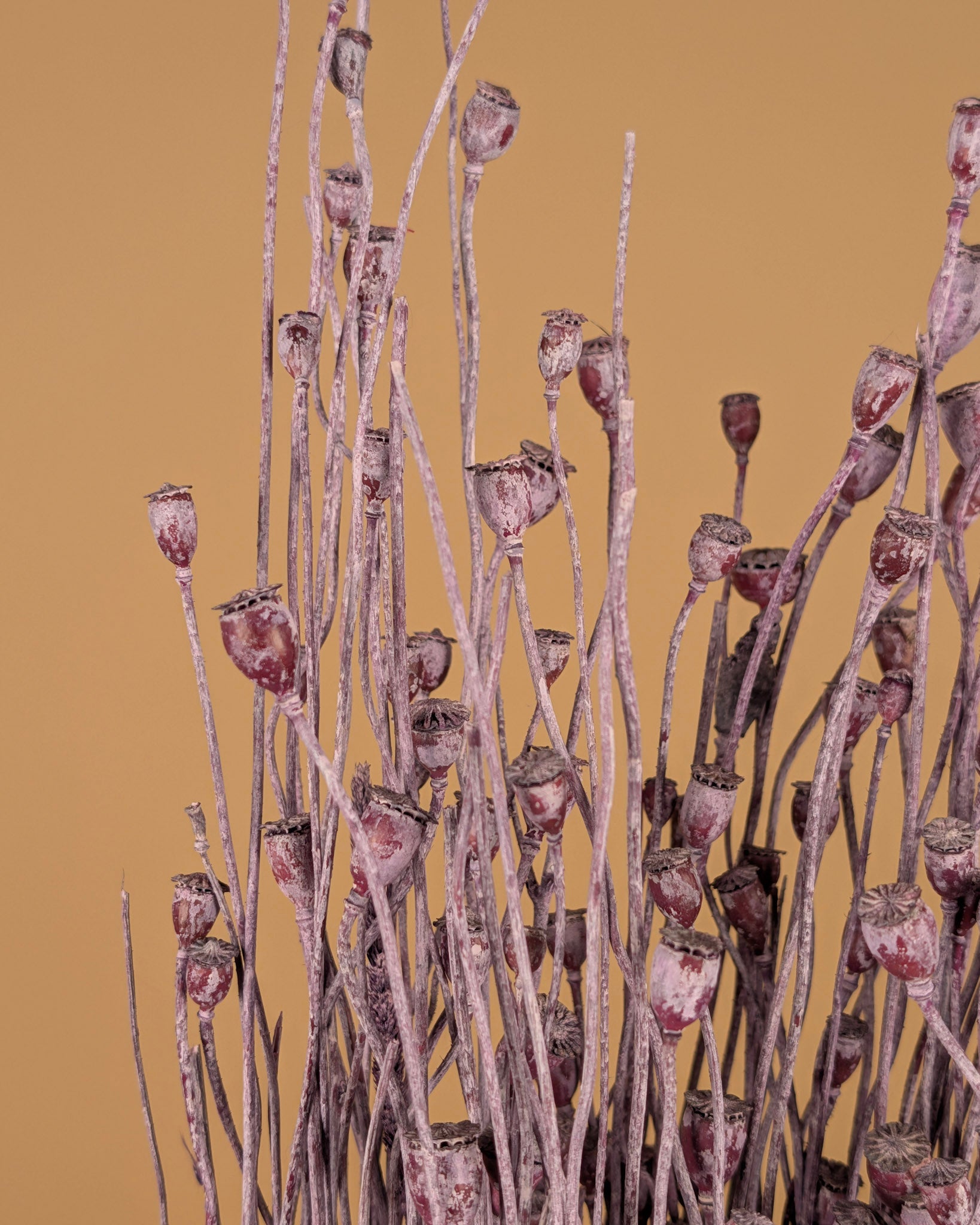 Papaver séché Mini