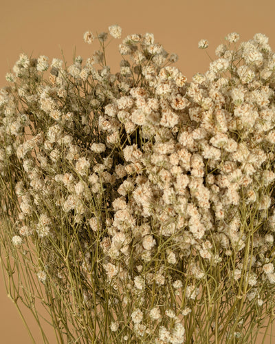 GIPSPRAID (Gypsophilia) White natural dried