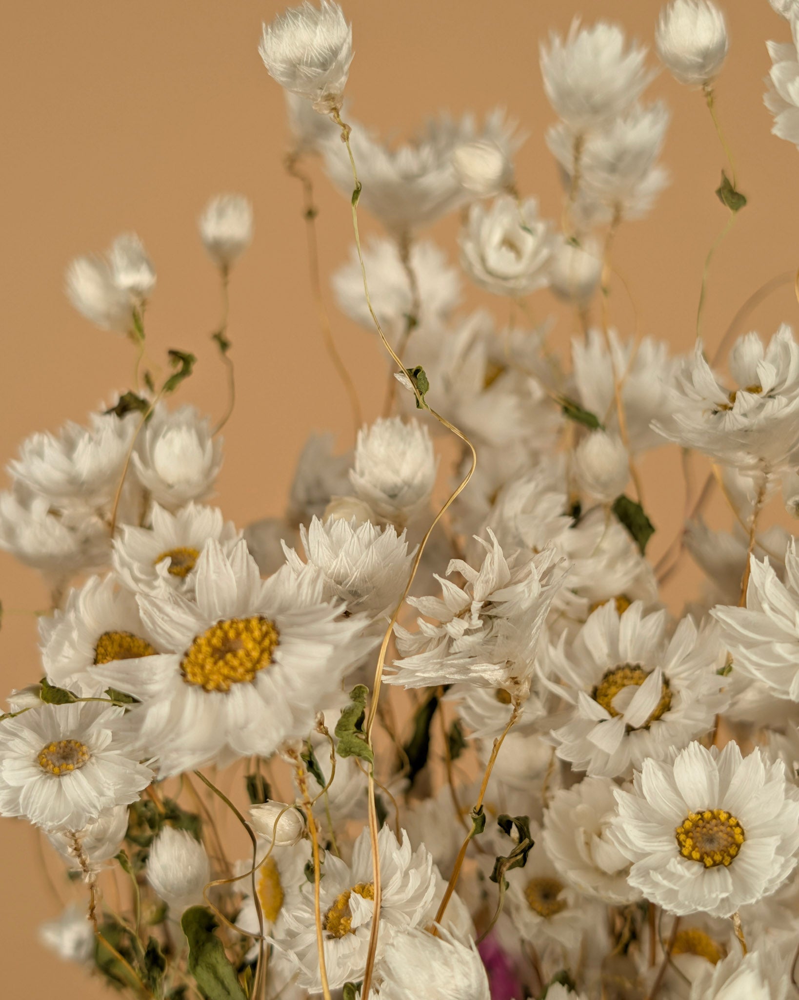 Gedroogde rhodanthe – wit