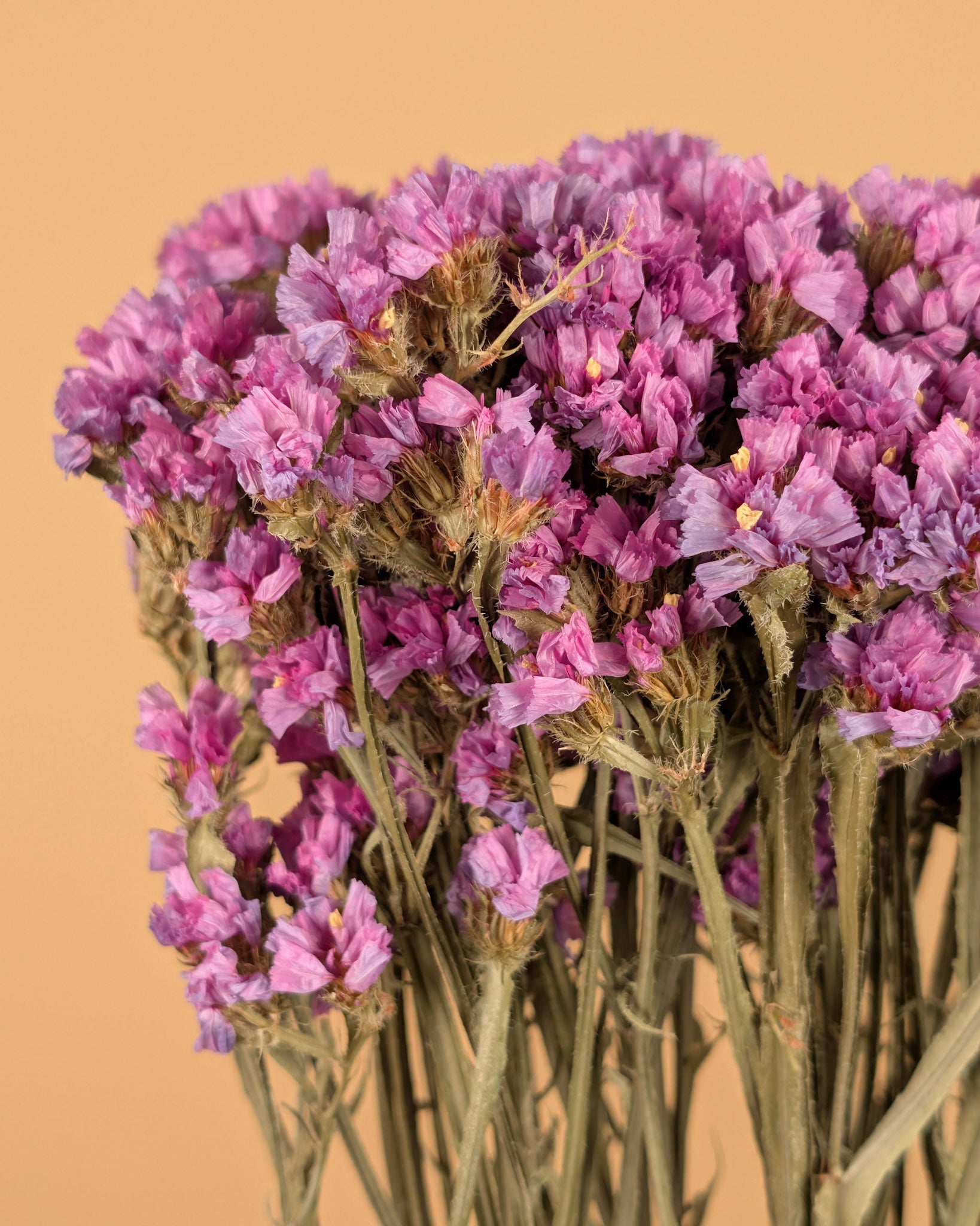 Statistique séchée Lila