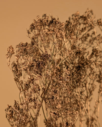 Gypsophila Gold (peint)