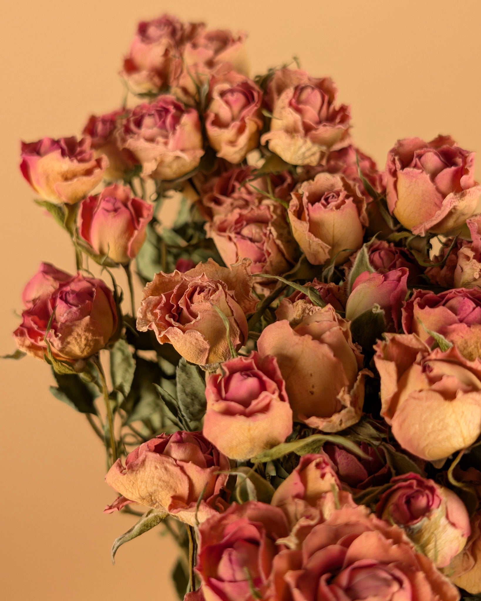 Gedroogde trosroosjes – roze