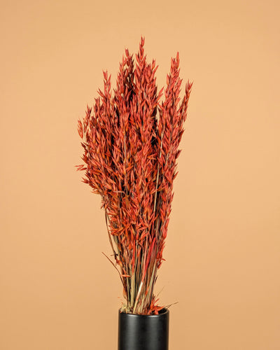 Gedroogde haver (avena) – oranje