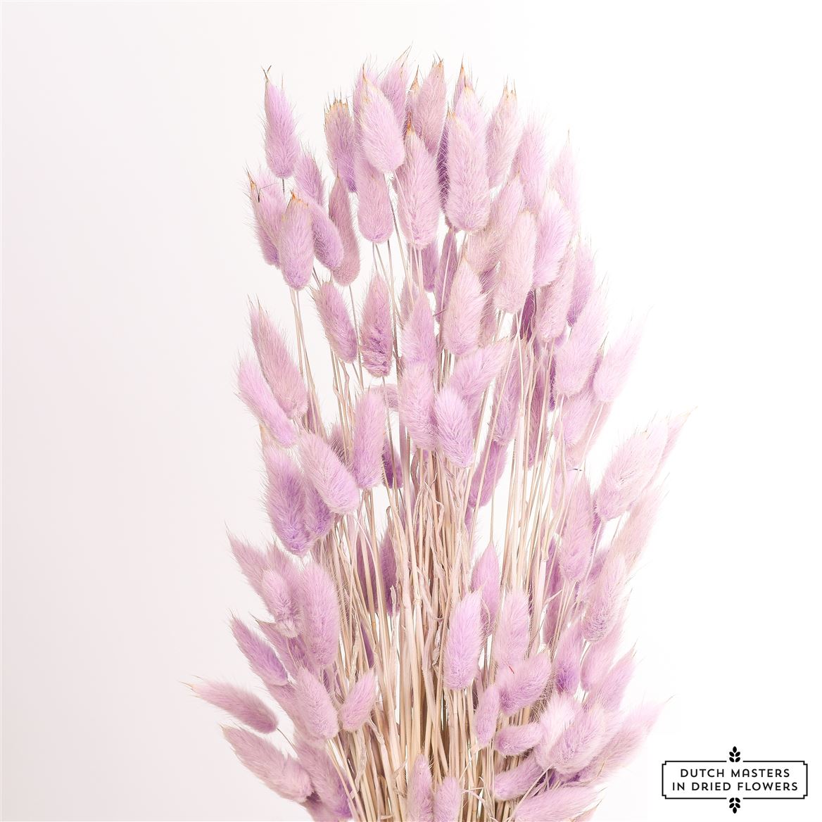 Gedroogde Lagurus ovatus – milka