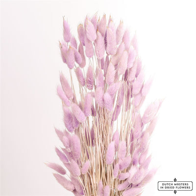 Gedroogde Lagurus ovatus – milka