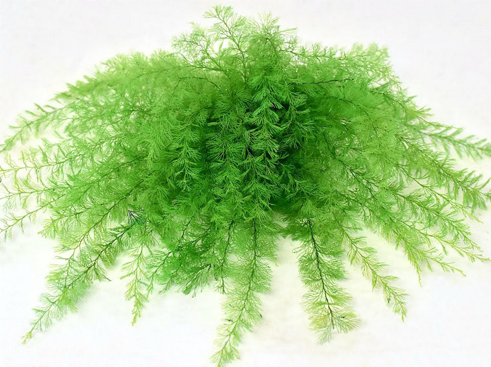 Air Fern Lentergroen 15cm 5 pack