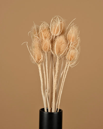 Cardoen Distel séché et blanchi