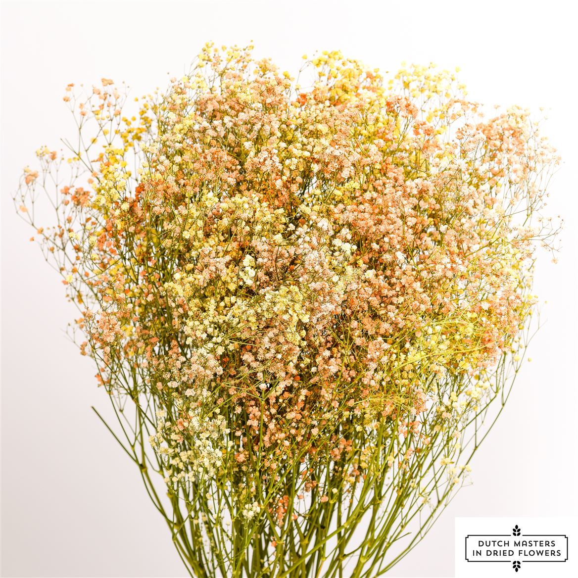 Gips Crain (Gypsophilia) Disco mélange geel & orange séché
