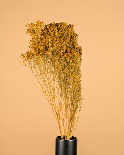 Bloom séché Bloom jaune