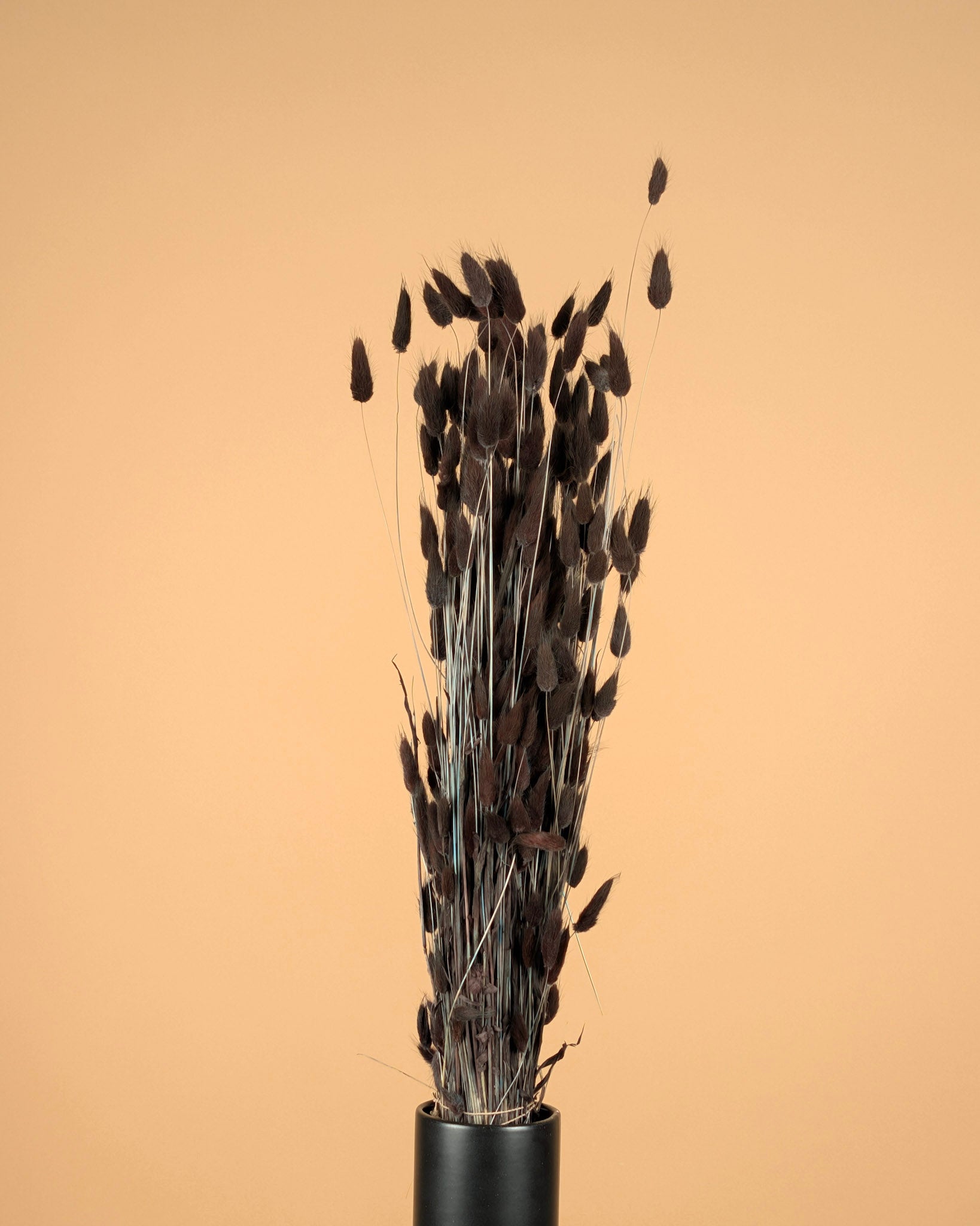 Gedroogde lagurus ovatus (hazenstaart) – bruin