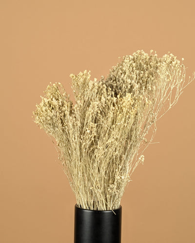 Dried Broom Bloom White Misty