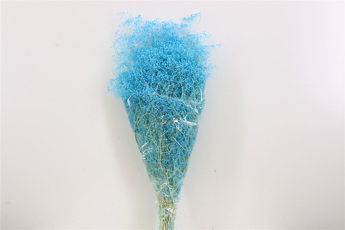 Mini Gypsophila Blue erhalten (Gypsum)