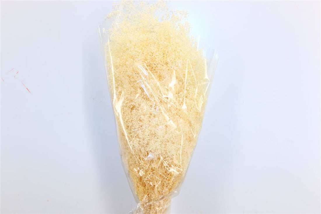 Mini -Gypsophila getrocknet (Gypsum)