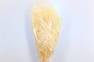 Mini gypsophile blanchie séchée (gypse)