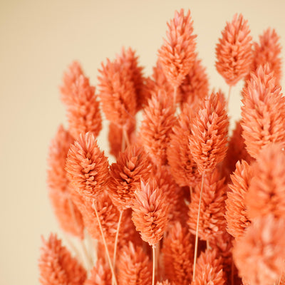 Gedroogde phalaris (kanariegras) – roze