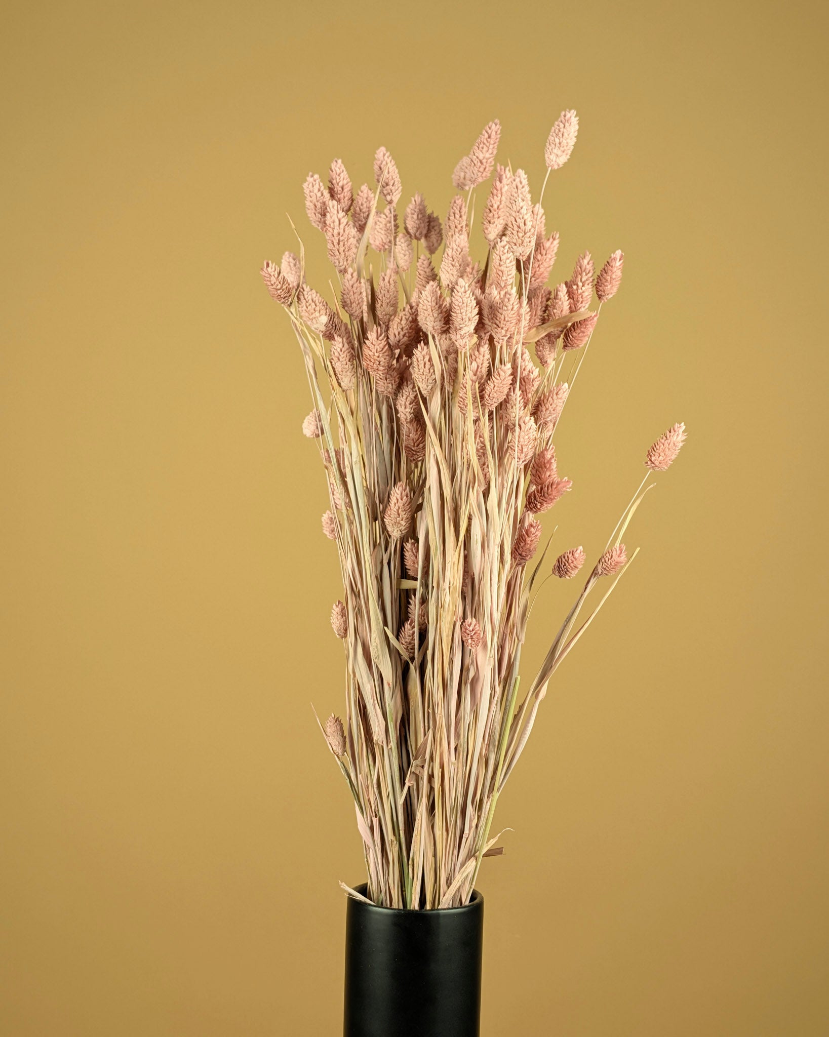 Gedroogde phalaris (kanariegras) – misty pink