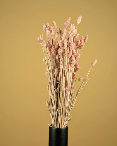 Gedroogde phalaris (kanariegras) – misty pink