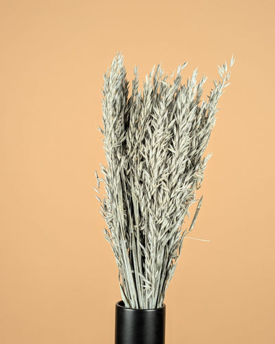 Gedroogde Haver (Avena) – grijs