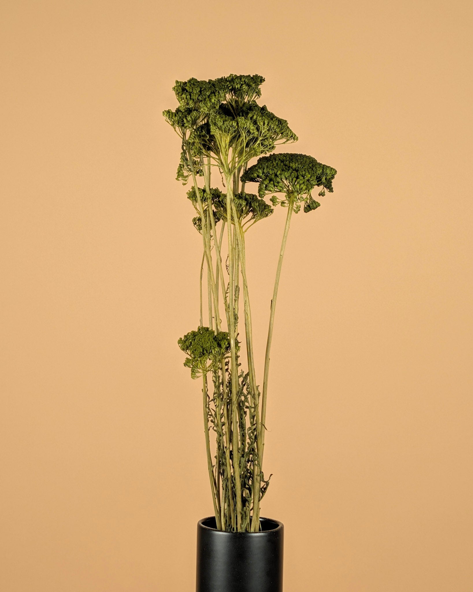 Gedroogde achillea – groen