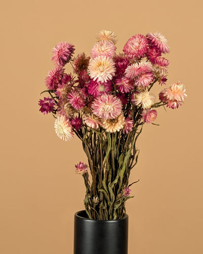 Gedroogde Helichrysum roze