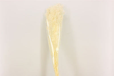 Gypsophila -gebleicht getrocknet (Gips)