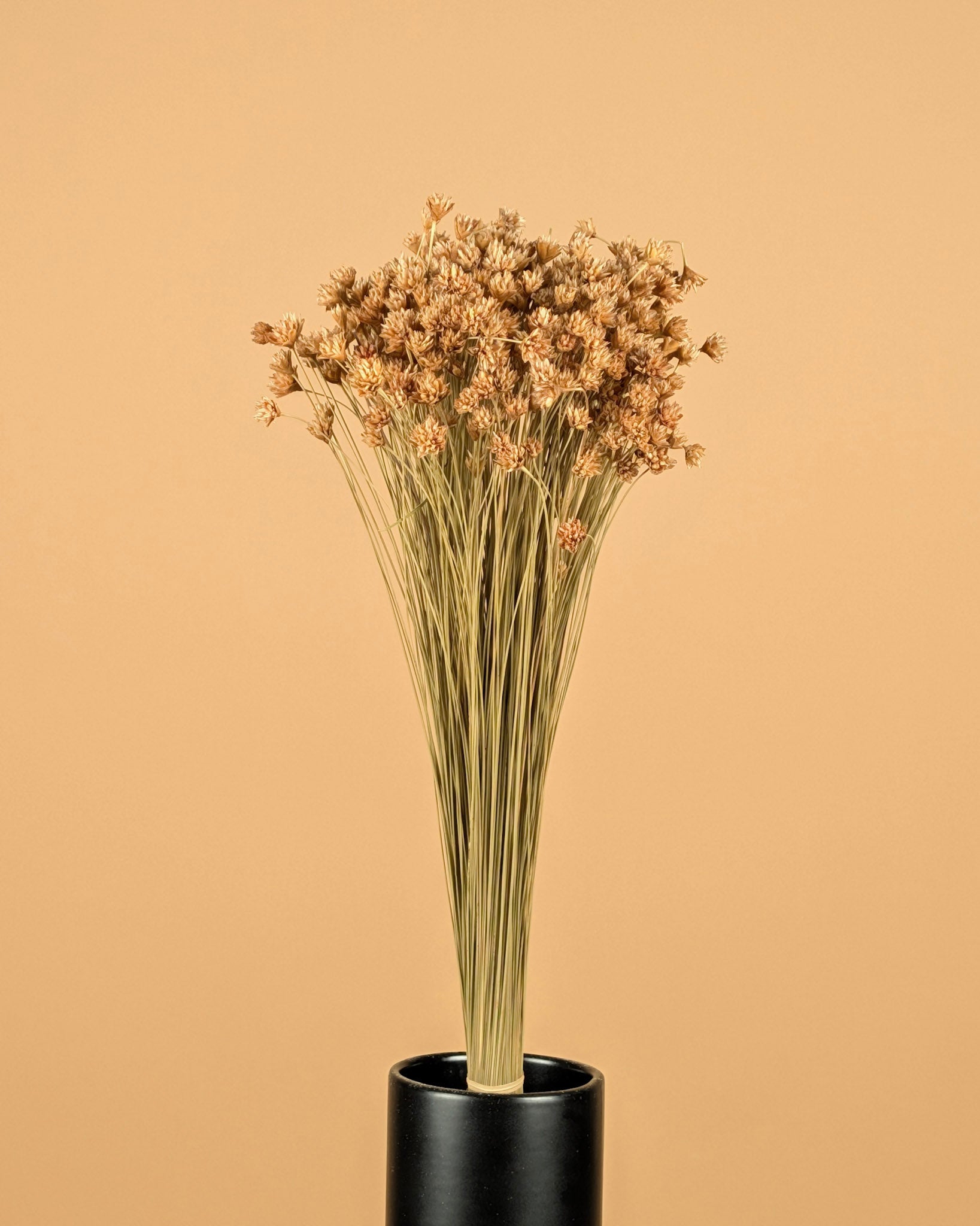 Gedroogde hill flower – naturel