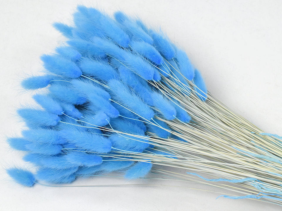 Dried Lagurus Ovatus Light Blue