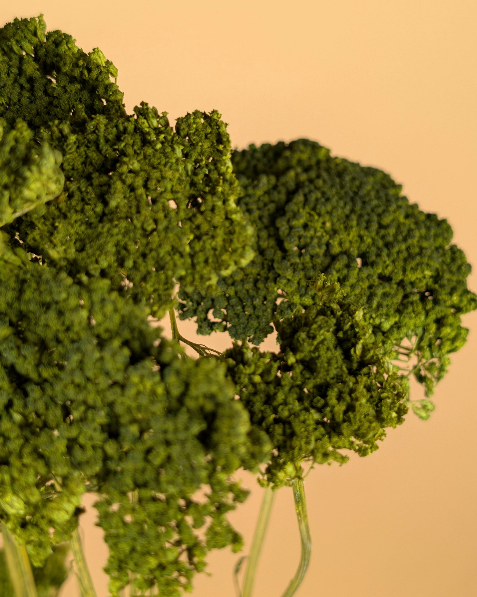 Gedroogde achillea – groen