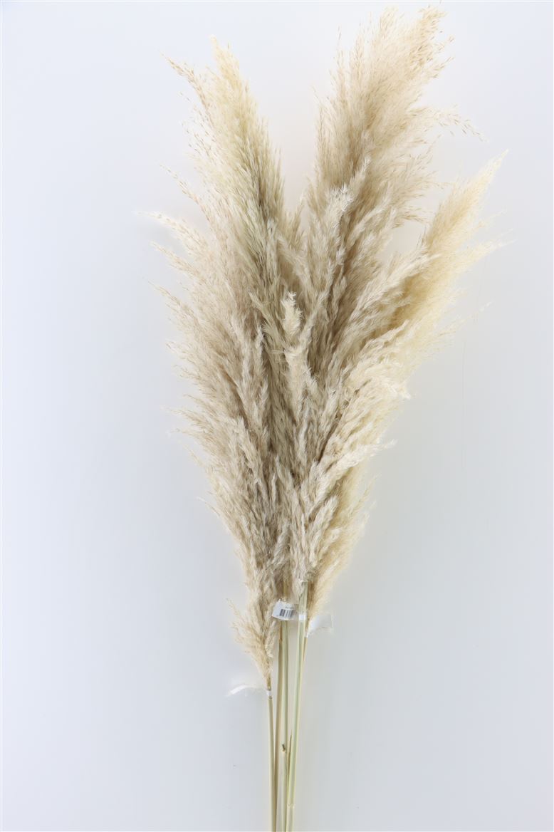 Pampasgras plumemen blonde séché xl