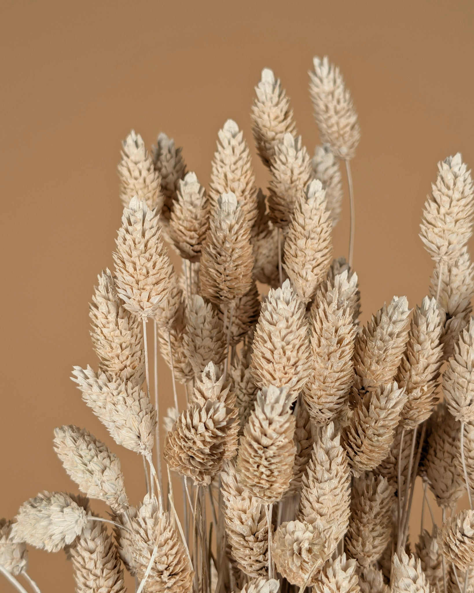 Gedroogde phalaris (kanariegras) – misty wit