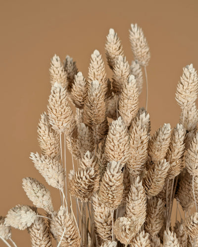 Gedroogde phalaris (kanariegras) – misty wit