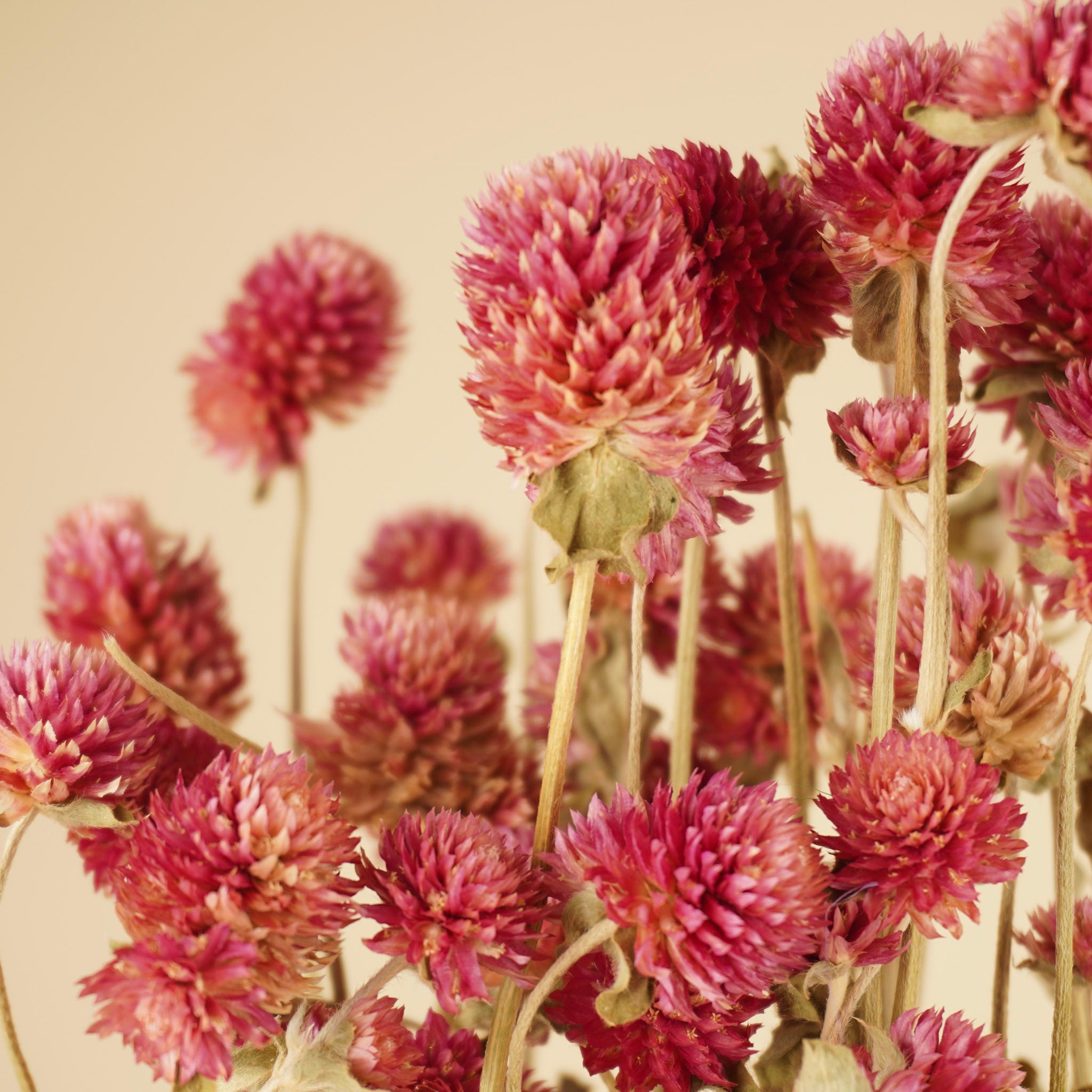 Gedroogde gomphrena – lila