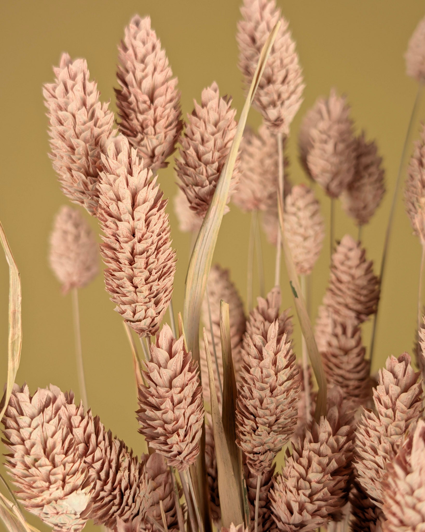 Gedroogde phalaris (kanariegras) – misty pink