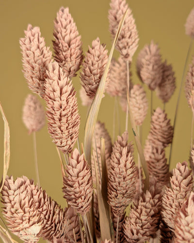 Gedroogde phalaris (kanariegras) – misty pink
