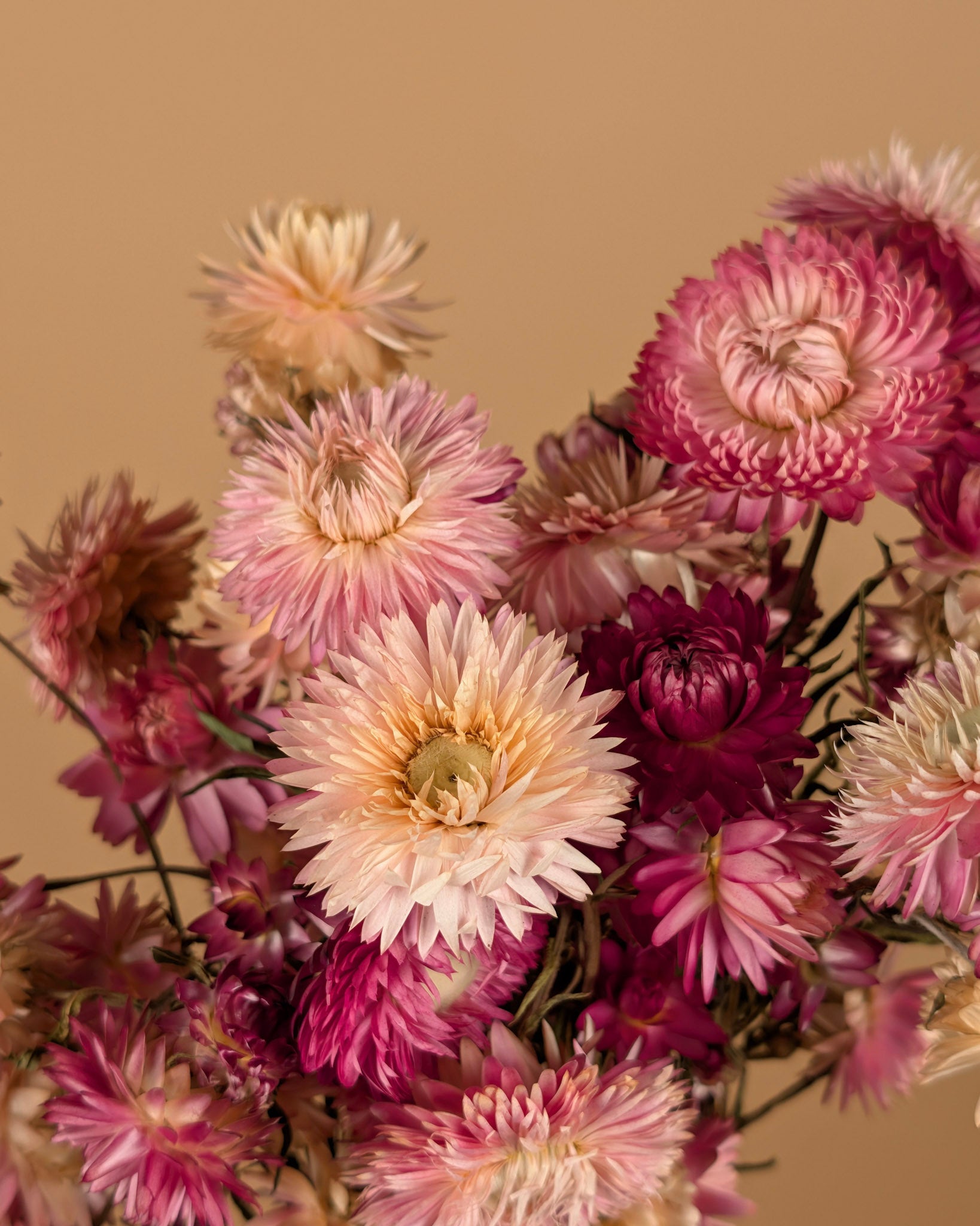Gedroogde Helichrysum roze