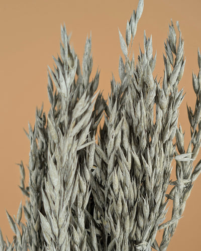 Gedroogde Haver (Avena) – grijs